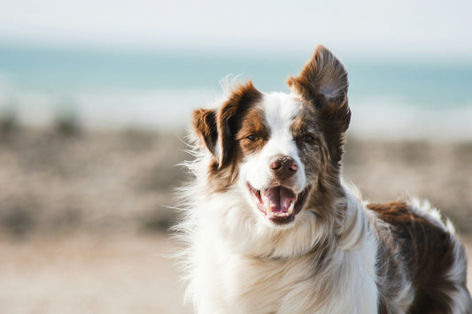 Wat je hond je niet vertelt over zijn gezondheid (maar jij wel moet weten)