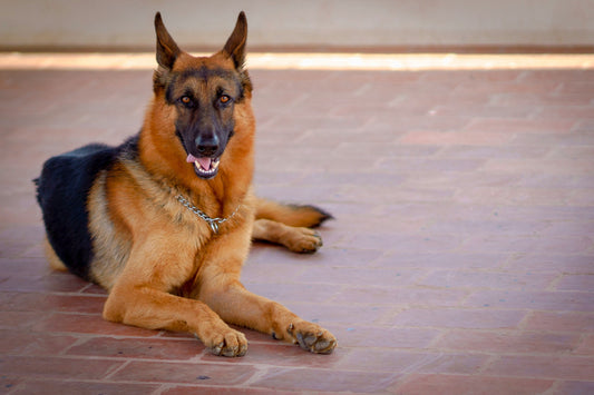 Het instinct en het innerlijke leven van je hond